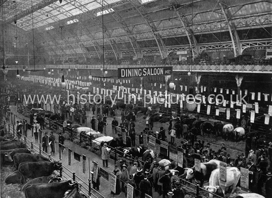 The Cattle Show, Agricultural Hall, Islington, London. 1895